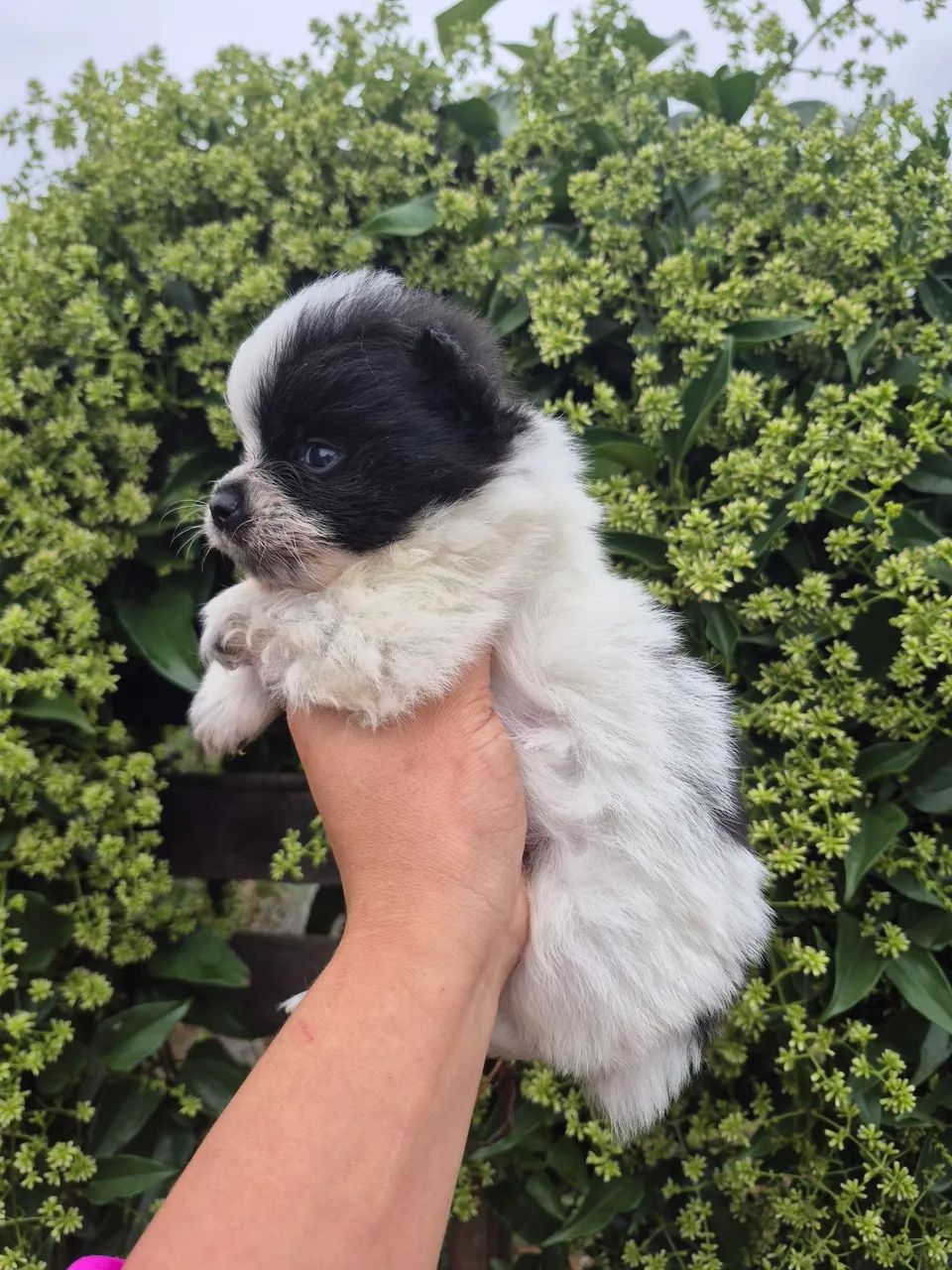 Lulu macho Bicolor 