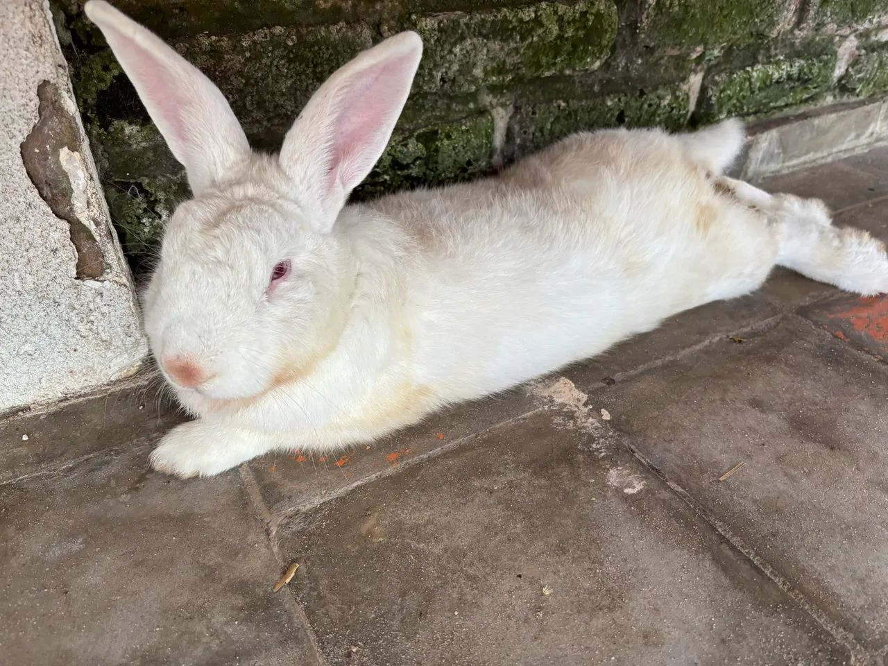 Animais - Foto 2