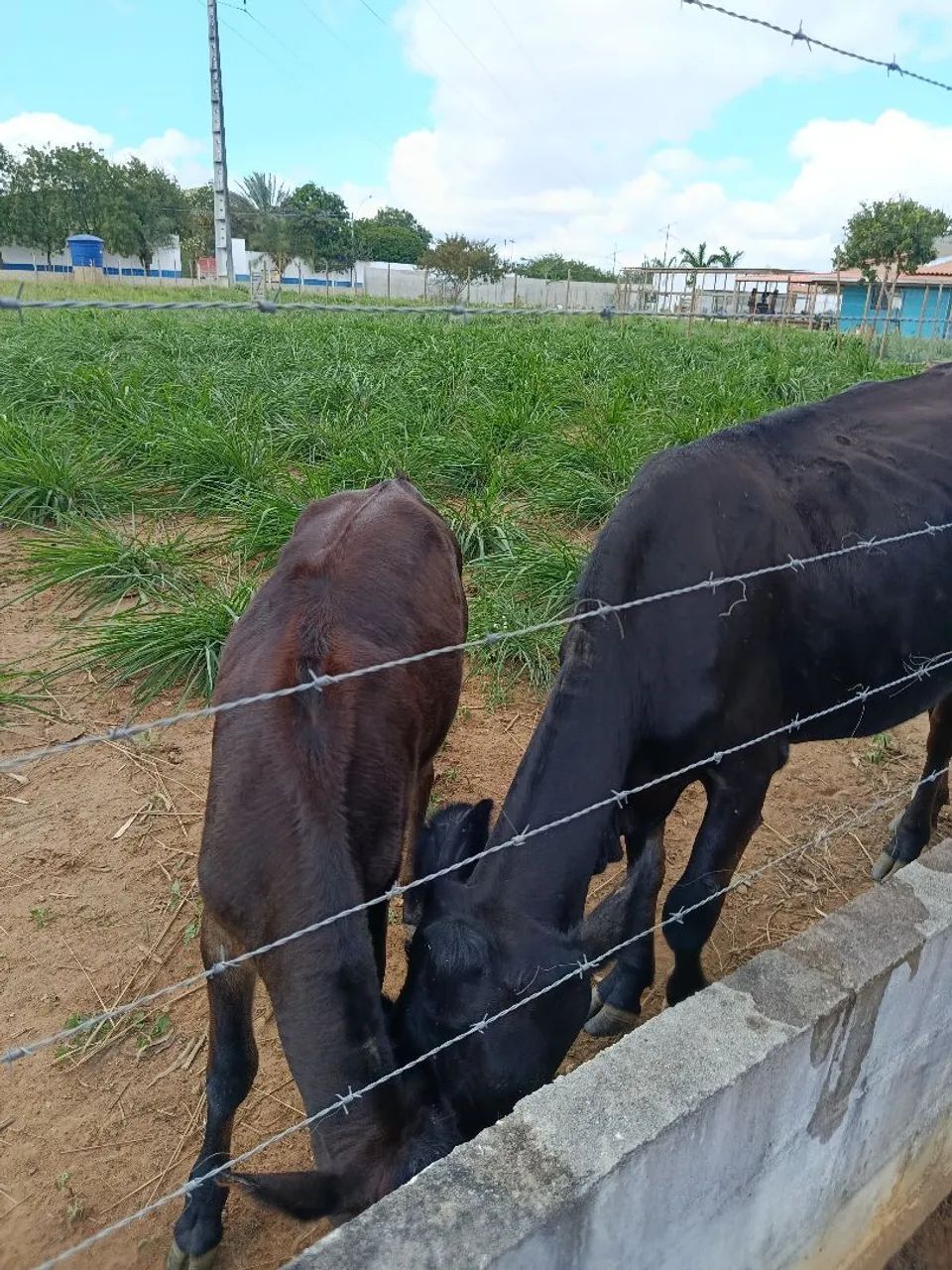 Vaca Jersey com bezerra  - Foto 3