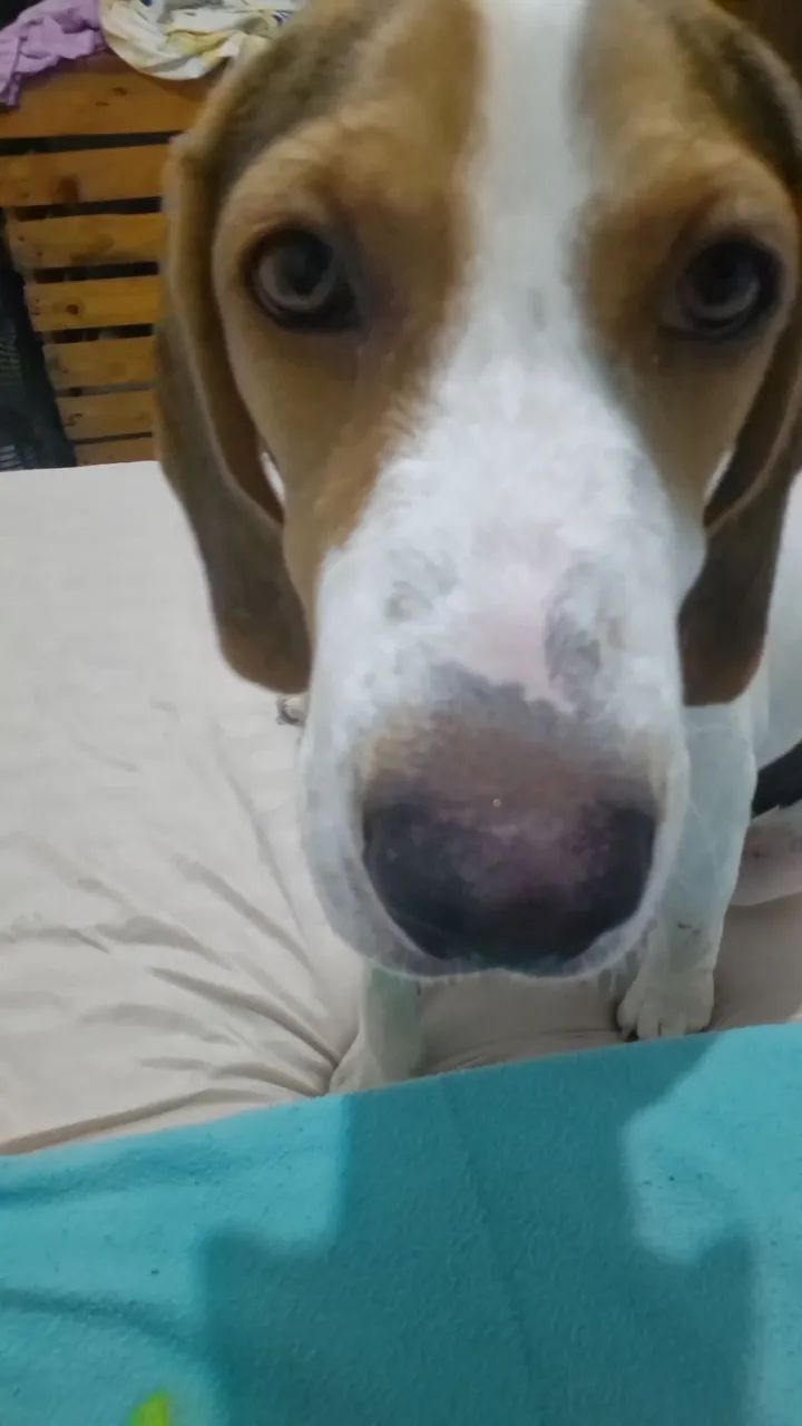 Vendo beagle 