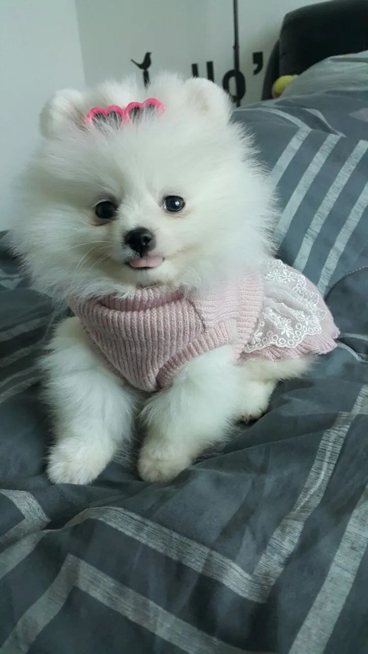 Spitz doação  - Foto 2