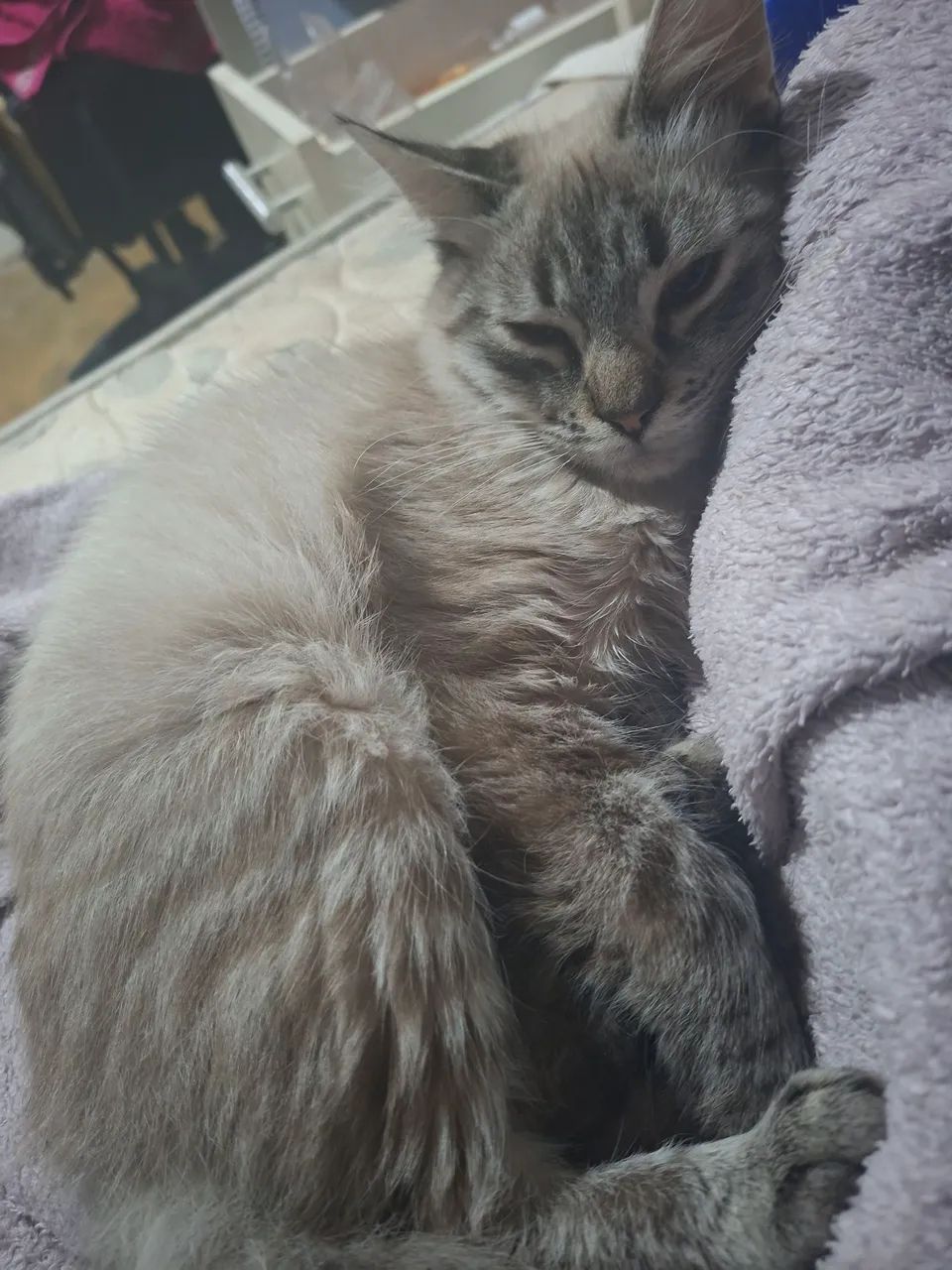 Gato filhote para doação urgente!! - Foto 3