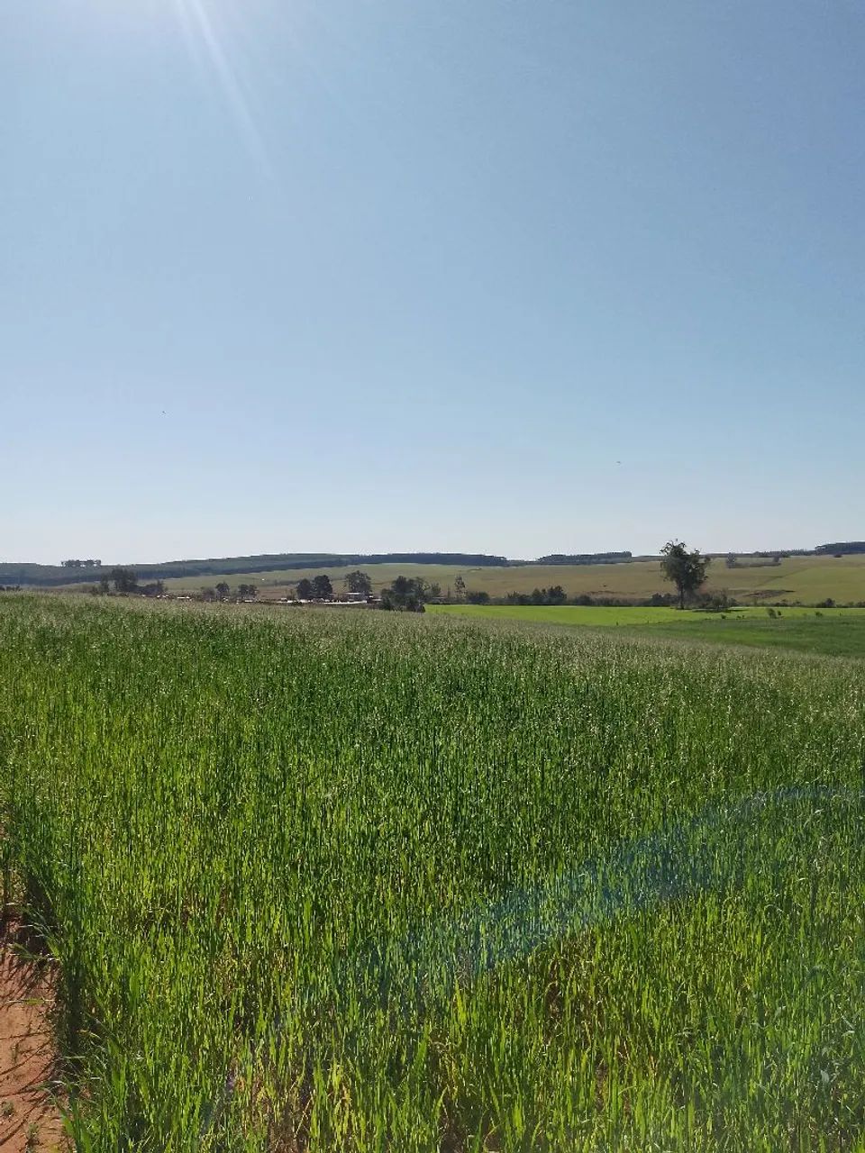 Campo com 14 hectares  - Foto 2