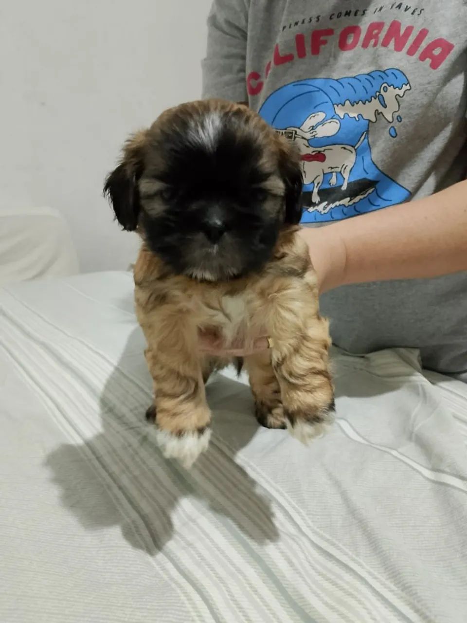 Cachorro  - Foto 4