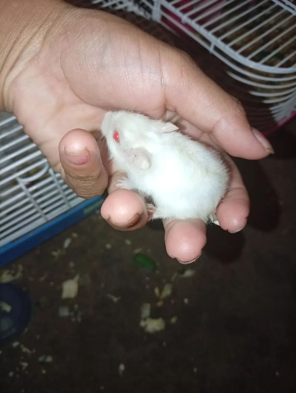 Hamster  - Foto 2