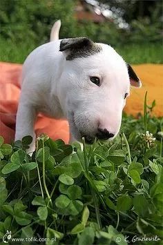 Bull Terrier  - Foto 2