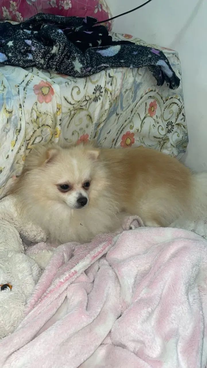 Lindo Lulu procurando uma namorada 