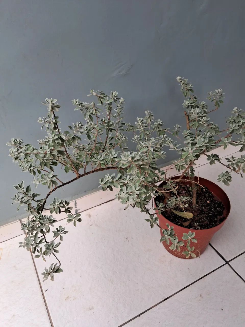 Planta chuva de prata - Foto 2