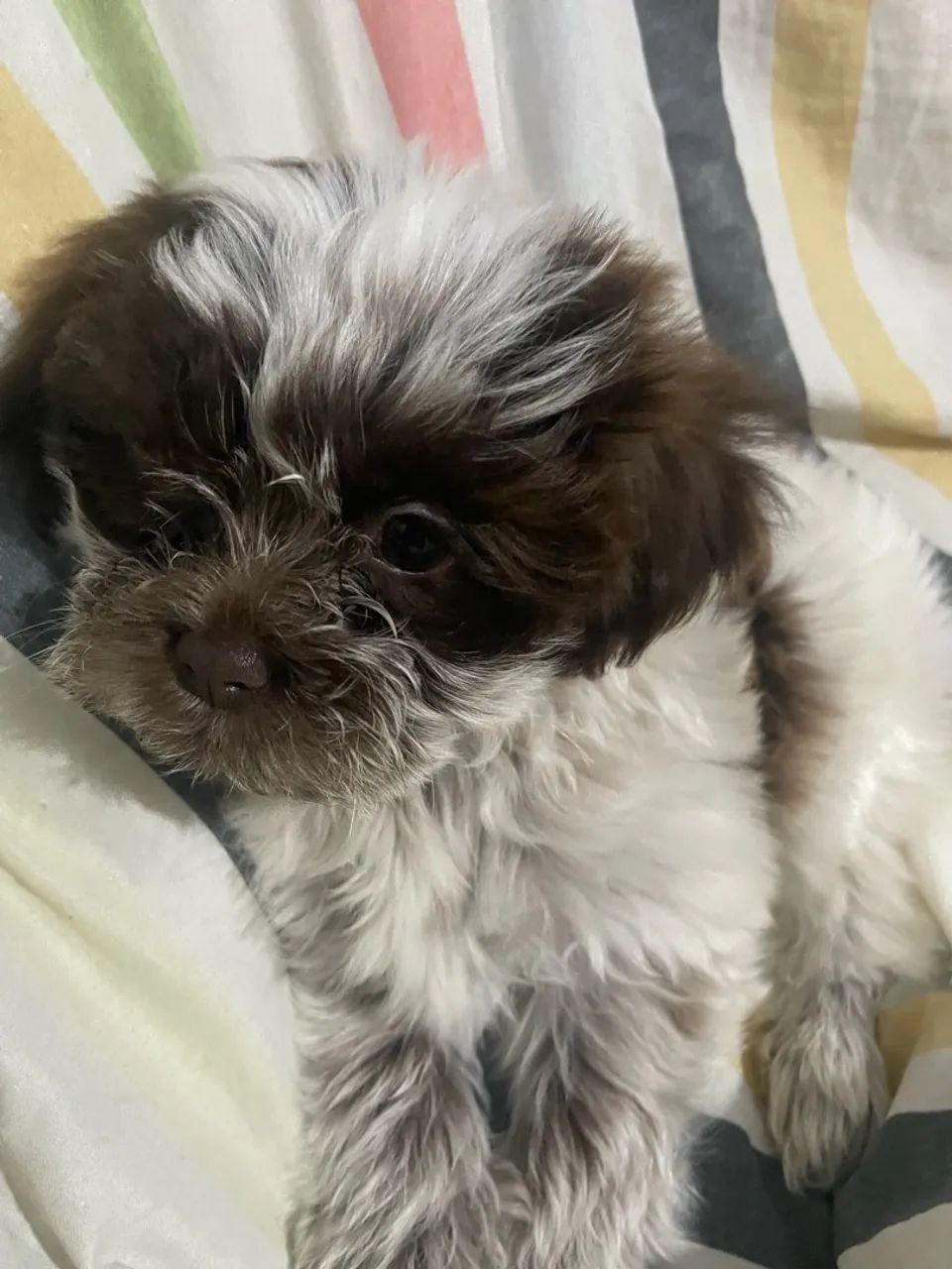 Vendo cachorro shih tzu macho dois meses - Foto 4