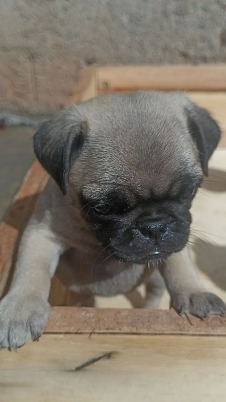 Filhotes de Pug  - Foto 5
