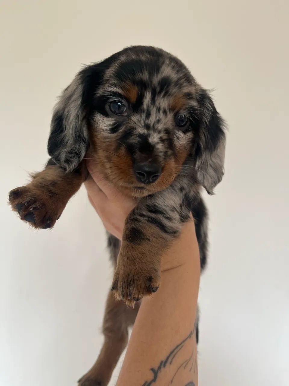 Dachshund pelo longo macho - Foto 2