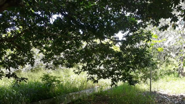 Área na BR em Gravatá/PE, com 05 hectares - REF. 131 - Foto 17