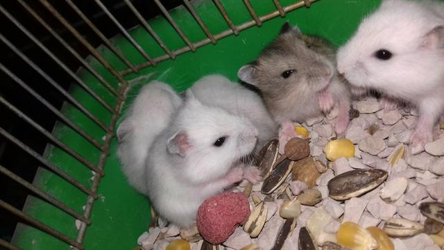 Hamister chines