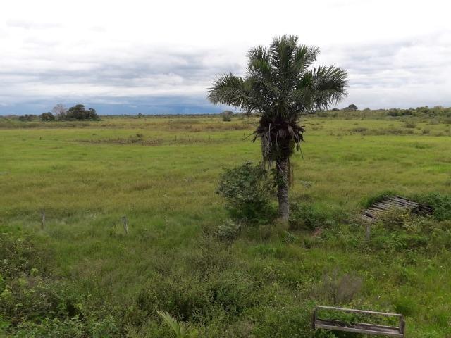 Fazenda na regiao de corumba, para arrendamento - Foto 17