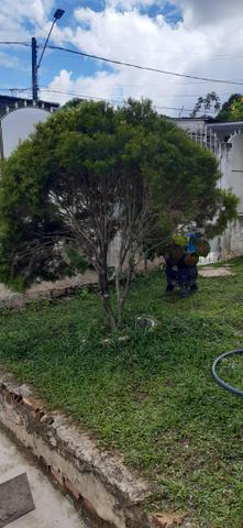 Pinheiro - Foto 2