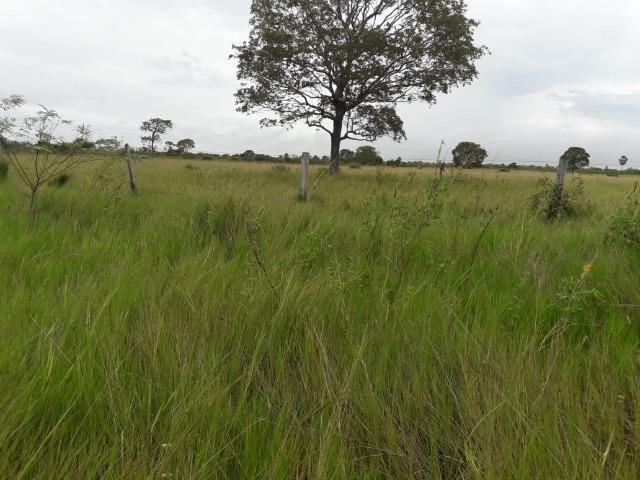 Fazenda na regiao de corumba, para arrendamento - Foto 14
