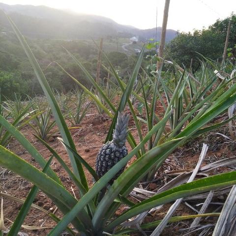 Assistência técnica Engenheiro Agrônomo