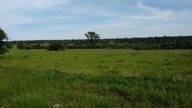Fazenda de pecuária - Foto 6