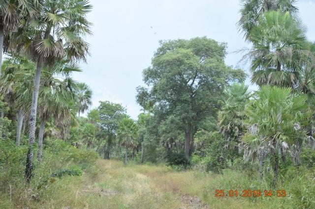 Fazenda na região de corumba ms - Foto 8