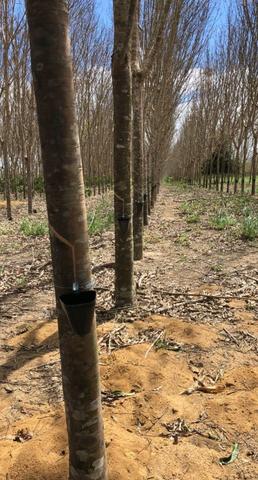 Fazenda Montanha - Foto 8