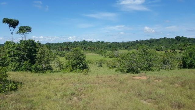 Fazenda de 1500 hectares em Alto Alegre/RR, ler descrição do anuncio - Foto 6