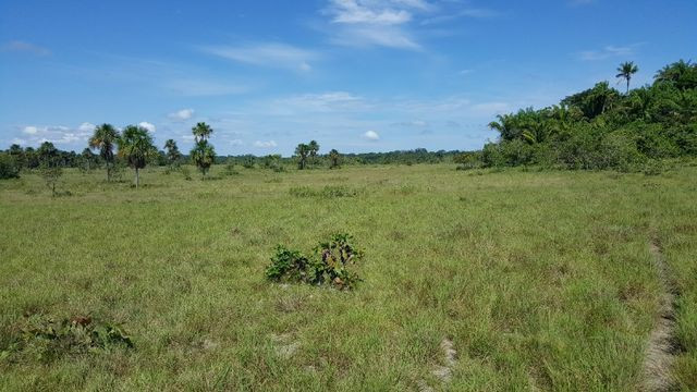Fazenda de 1500 hectares em Alto Alegre/RR, ler descrição do anuncio - Foto 13