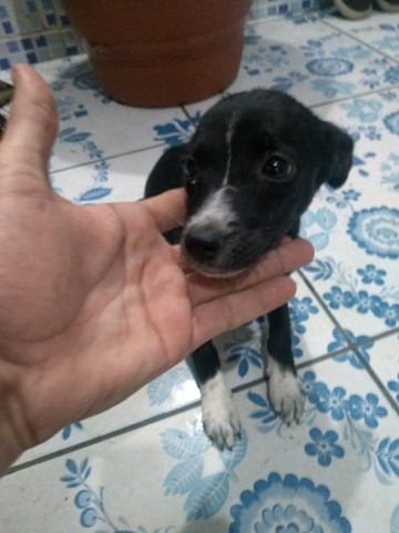 Cachorro srd Grátis - Foto 2