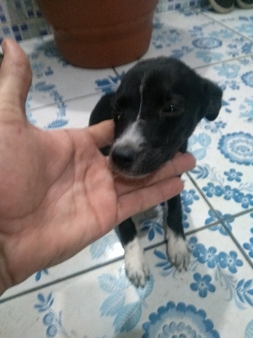 Cachorro srd Grátis