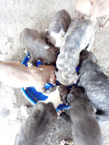 Vendo filhotes de pit bul - Foto 2