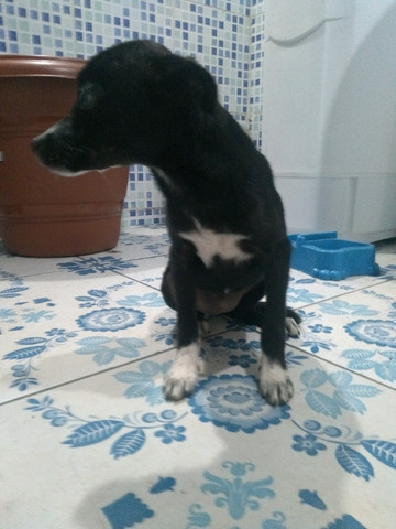Cachorro srd Grátis - Foto 4