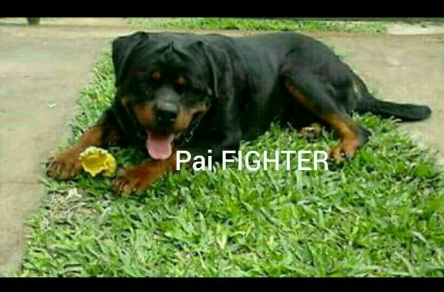 ROTT - Foto 3