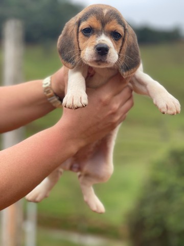 Mine beagle ingles /@canilcanaaa- CE