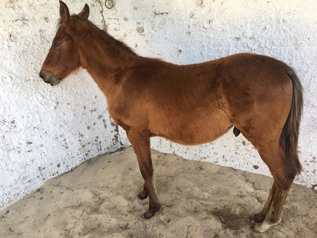 Potro Mangolina gigante 7 meses