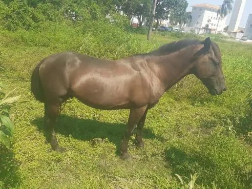 Vendo cavalo bagual de mutaria e de charrete! - Foto 4