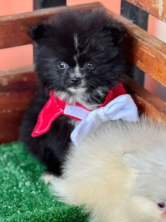 Seus machinhos de Sptiz alemão disponível para entrega! - Foto 2