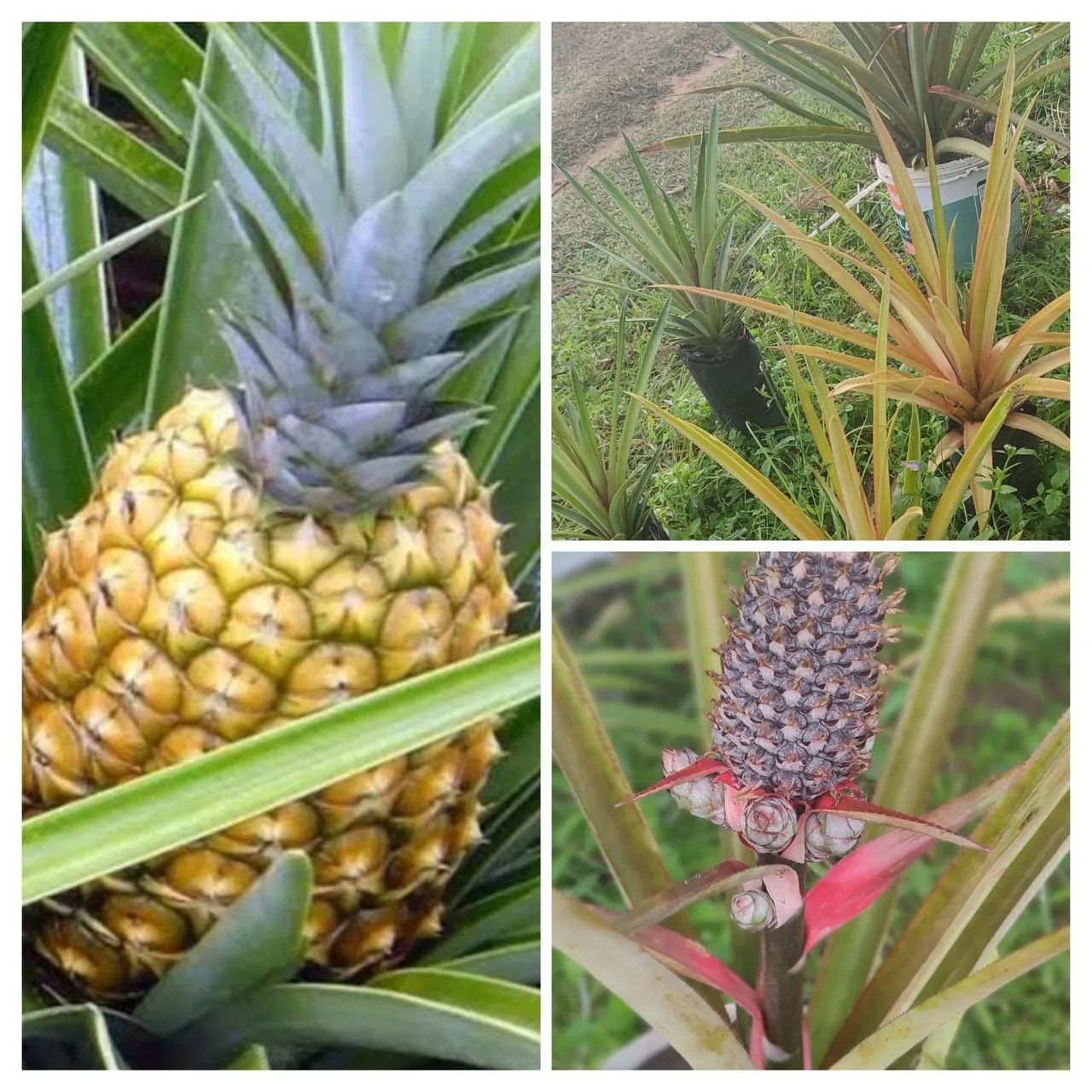 Bananeiras mudas para plantio e muito mais 98187_9343  - Foto 3