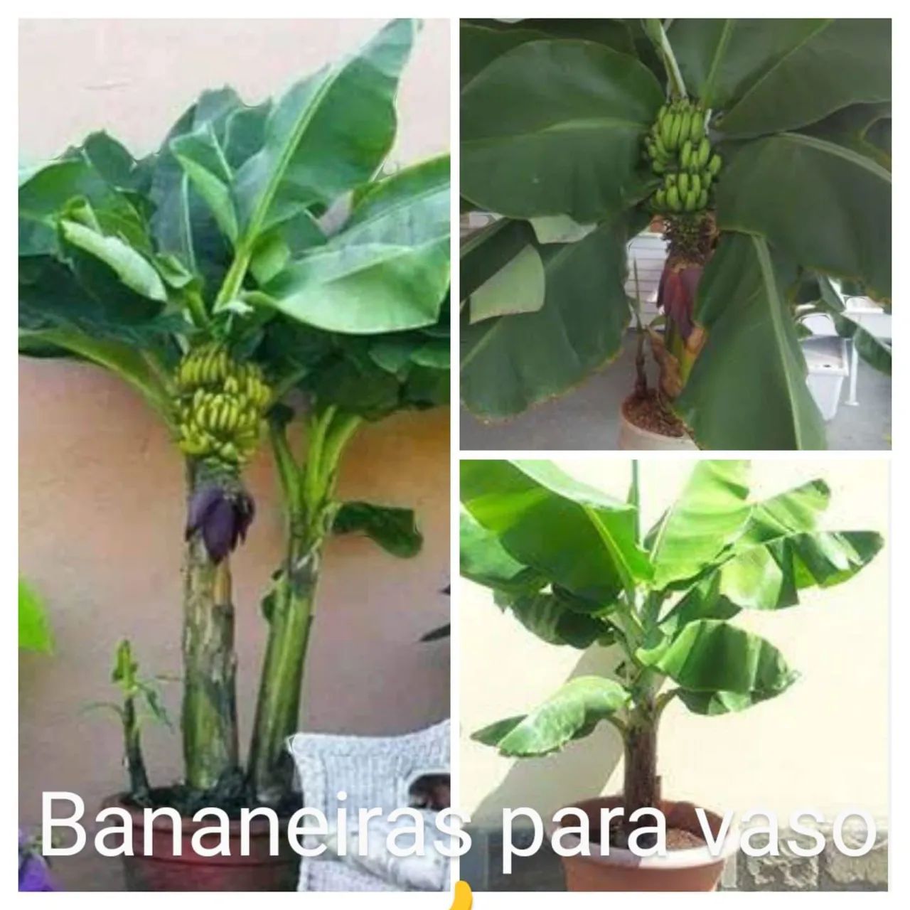 Bananeiras mudas para plantio e muito mais 98187_9343  - Foto 4