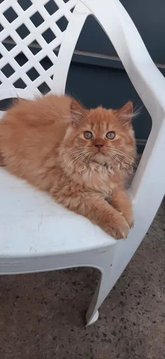 Gatinho Persa Macho - Lindíssimo 