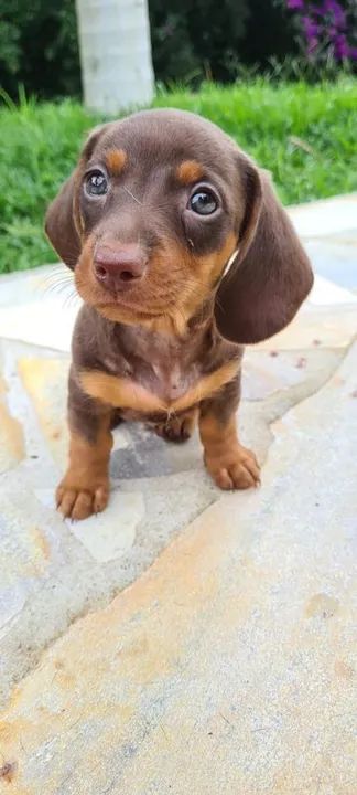 Teckel mini chocolate fêmea disponível 