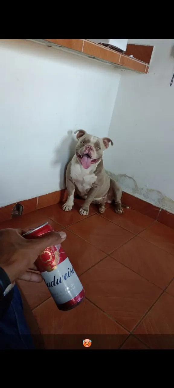 América Bully disponível para cruzar