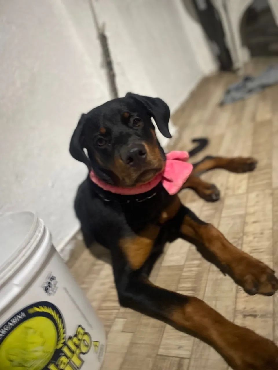 Rottweiler - Filhote lindo e brincalhão - Foto 3