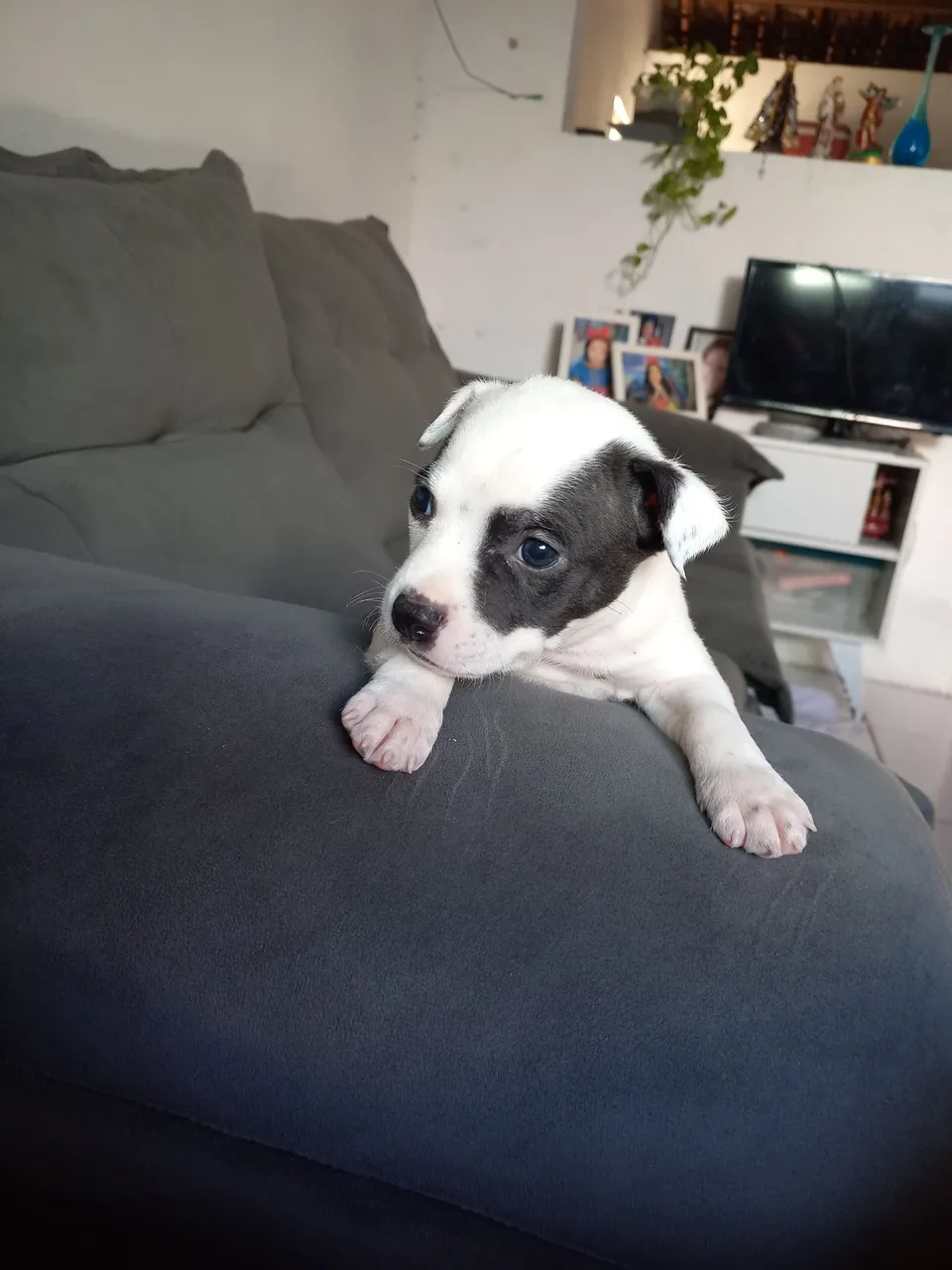 Filhote de Pitbull disponível Macho