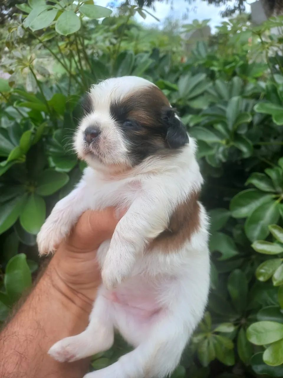 Shih tzu macho  - Foto 2