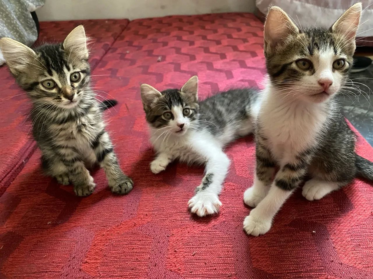 Doa a se gatinhos 2 meses de vida 