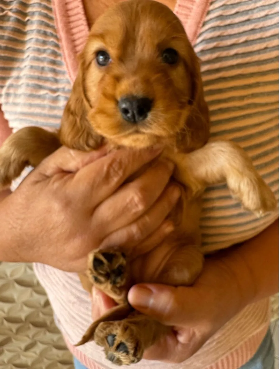 Filhote Cocker Spaniel Inglês