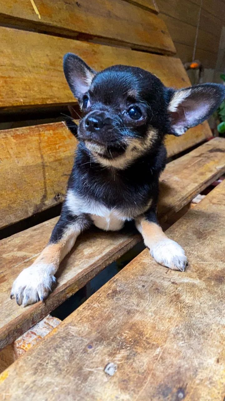 Fêmeas de Chiuauua pelo curto  - Foto 2