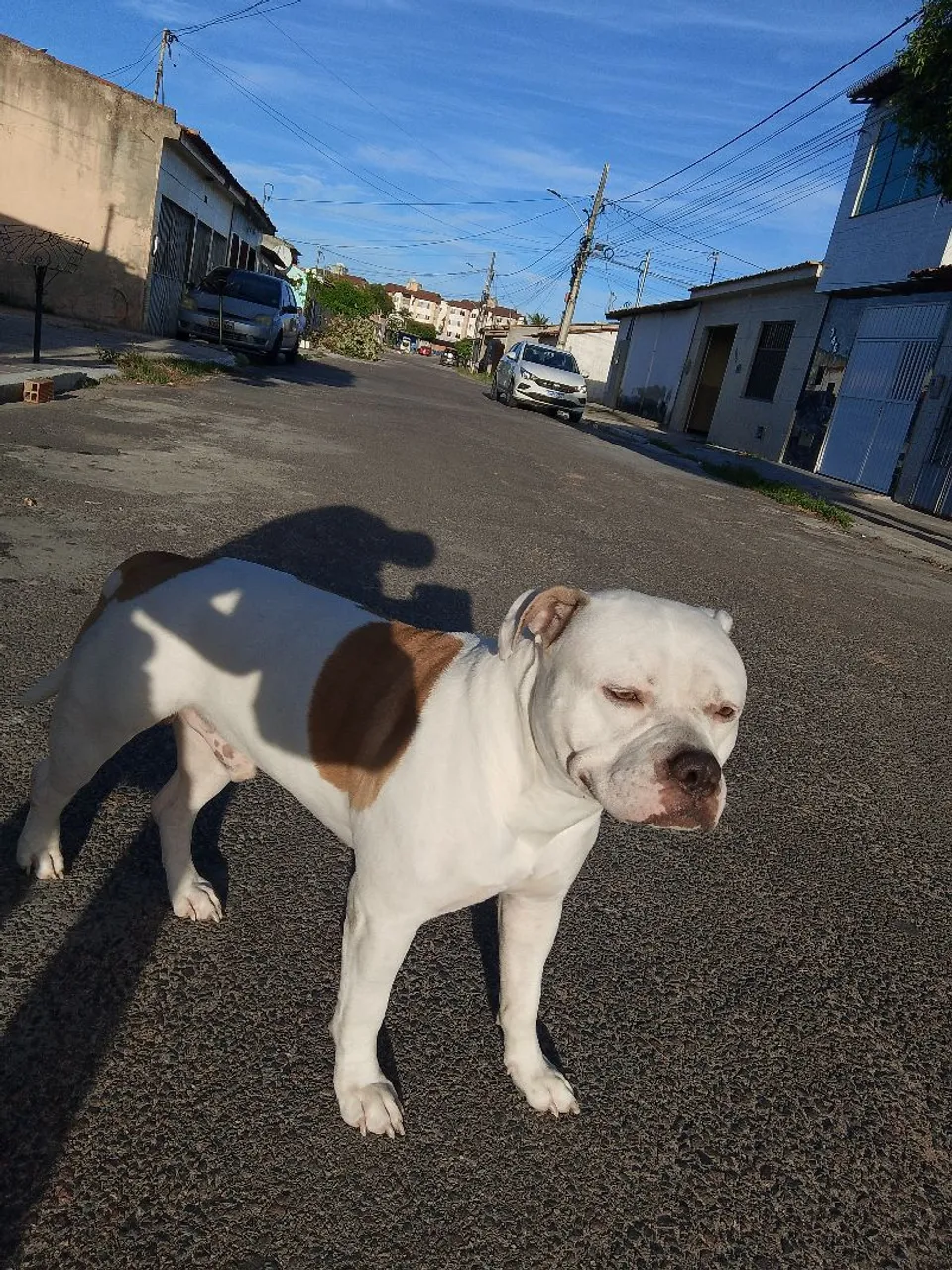 American Bully para cruzar. 
