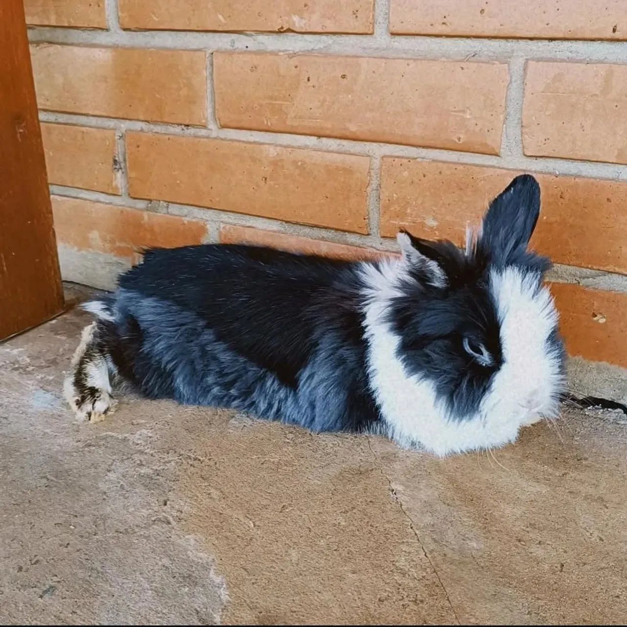 Coelho fêmea Lionhead