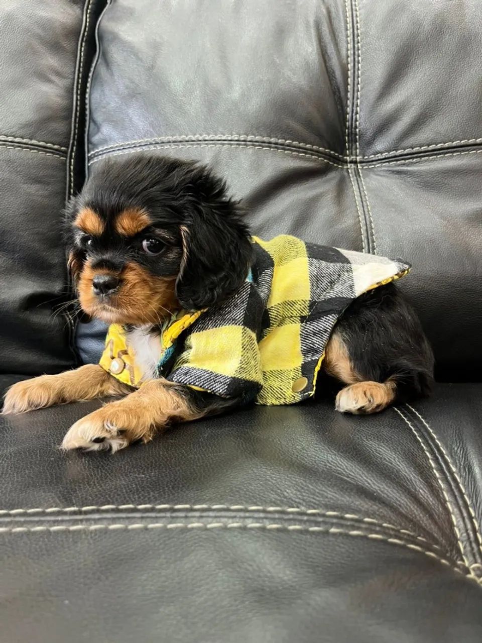 Cavalier King Charles Macho Mini - Perfeito para apartamento