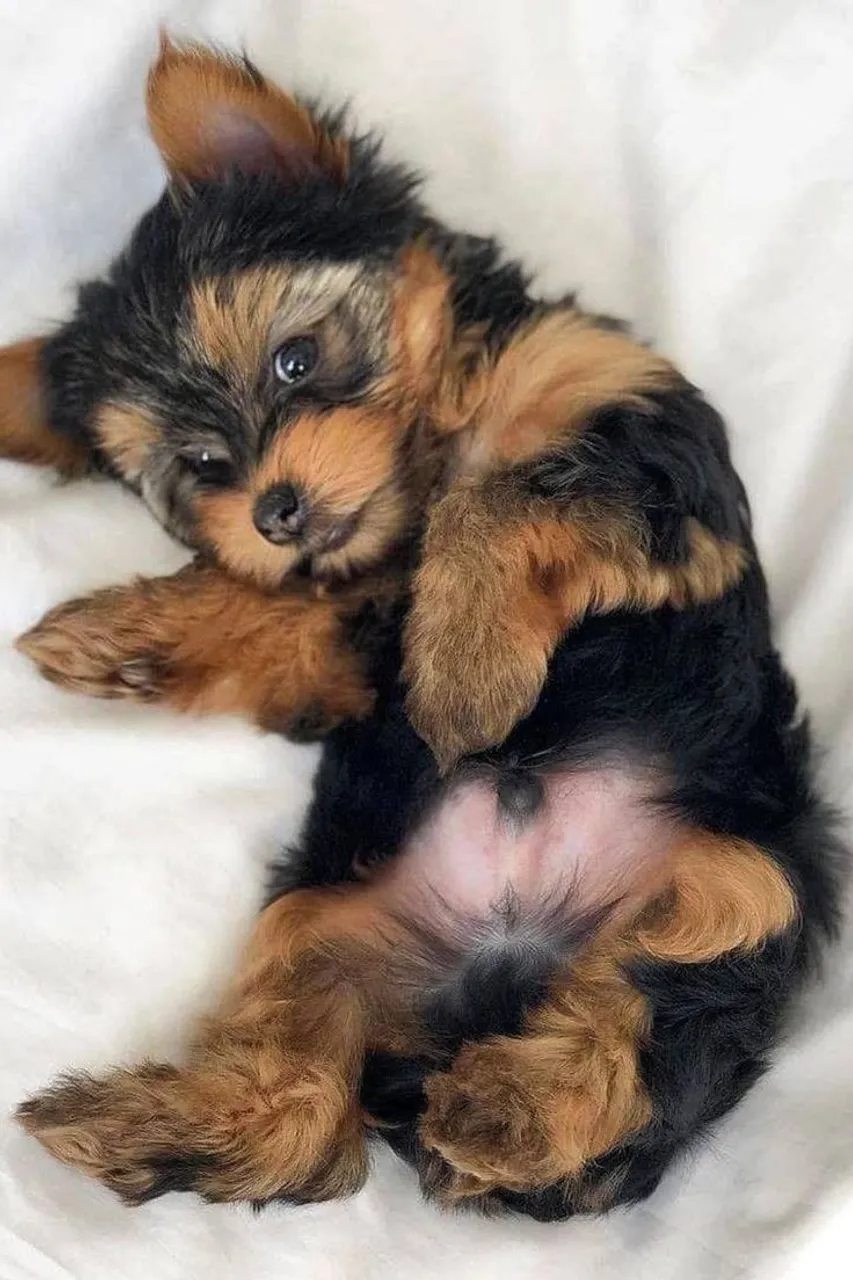 Filhote de Yorkshire Terrier muito fofo